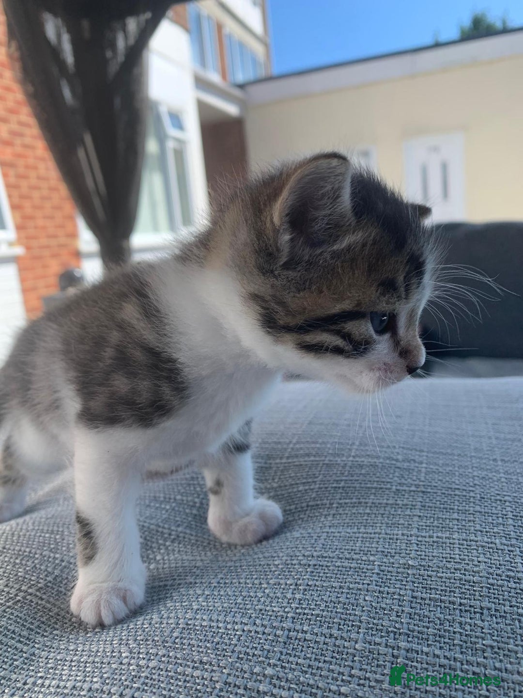 British Shorthair cats for sale: BSH Tortoise Shell  - Image 6
