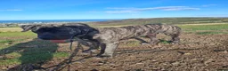 Presa Canario dogs for sale: 10 months presa canario in Edinburgh - Advert 6