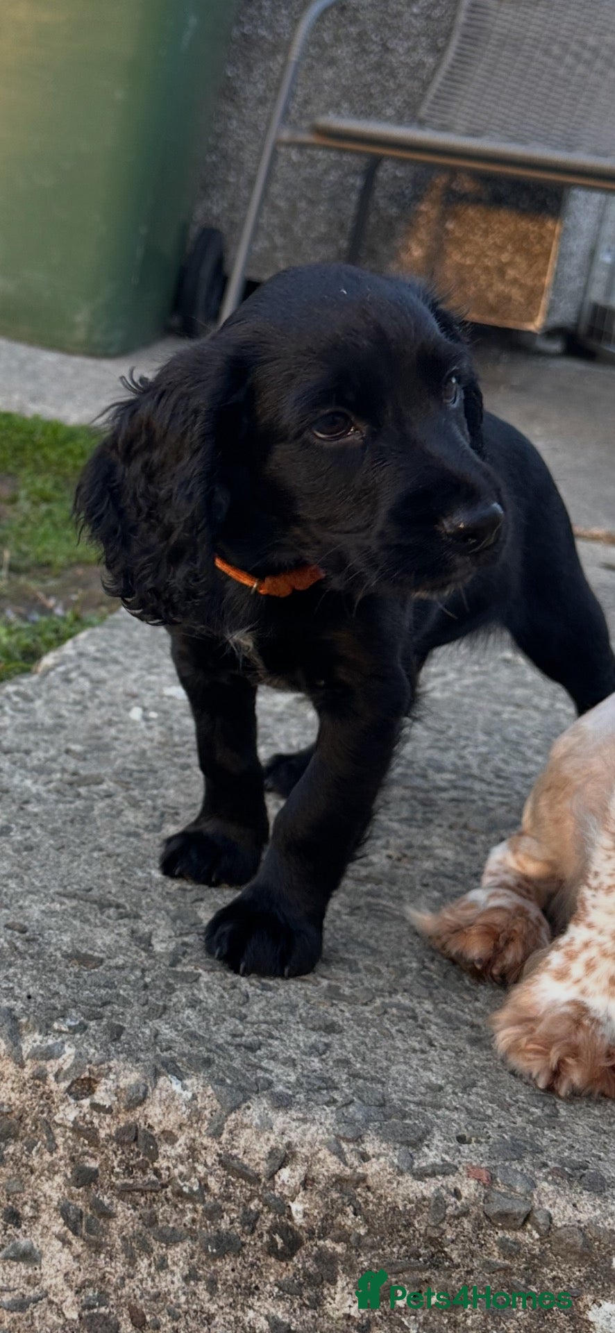 Cocker Spaniel dogs Last pup left Working Cocker Spaniel dogs  - Advert 19