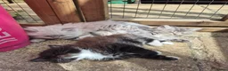 Siberian cats for sale: Last 2 baby boys, ready to leave soon, siberians - Advert 10