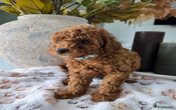 Toy Poodle dogs for sale: Kc reg deep red toy poodle council licensed  - Image 10