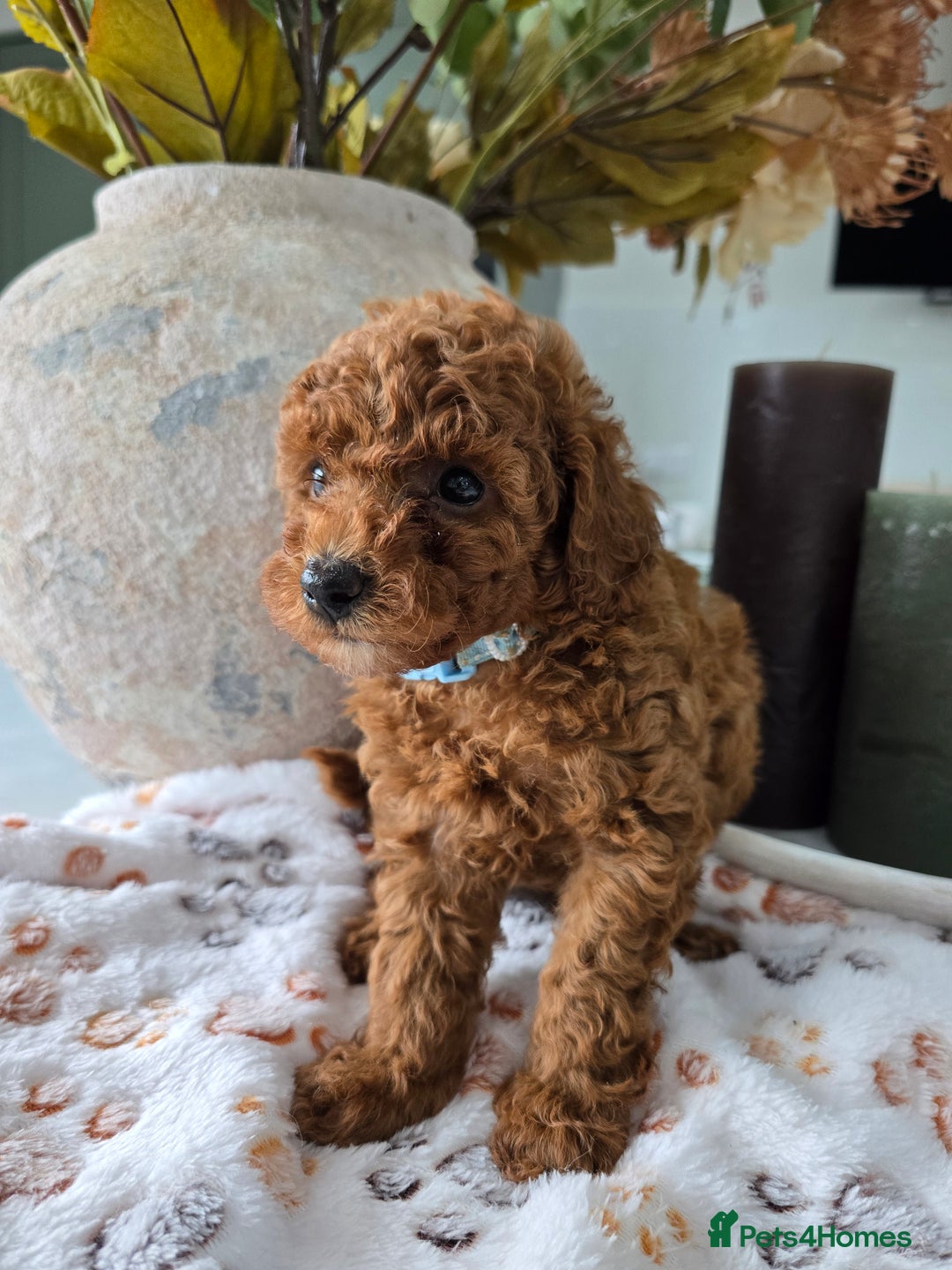 Toy Poodle dogs for sale: Kc reg deep red toy poodle council licensed  - Image 10