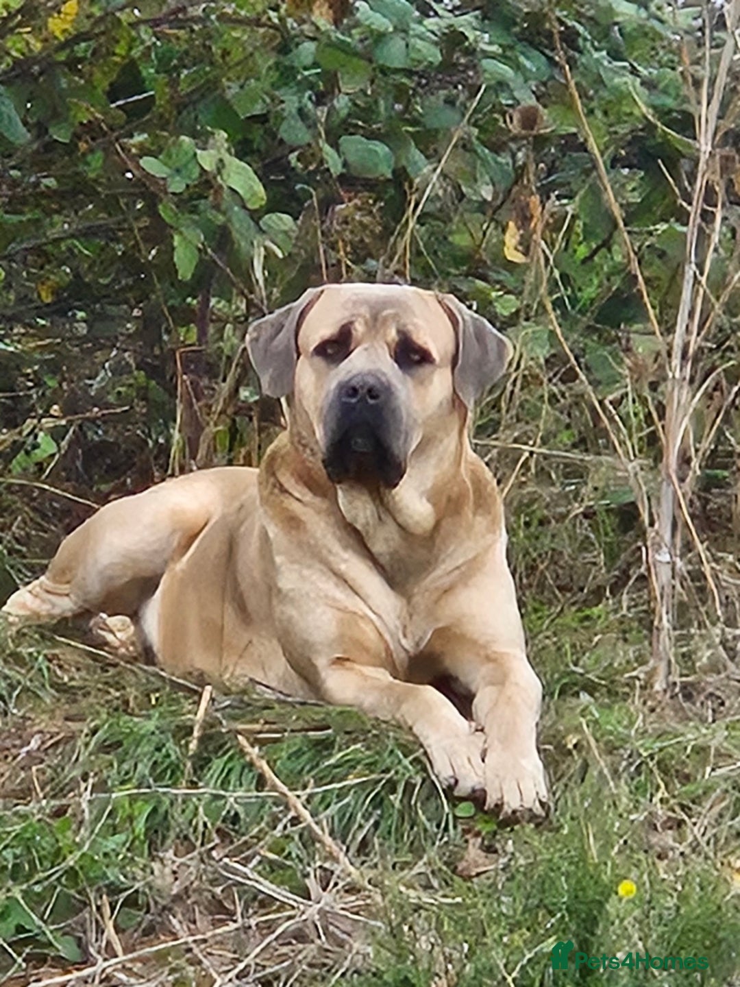 Cane Corso dogs for sale: Class Corsos  - Advert 35