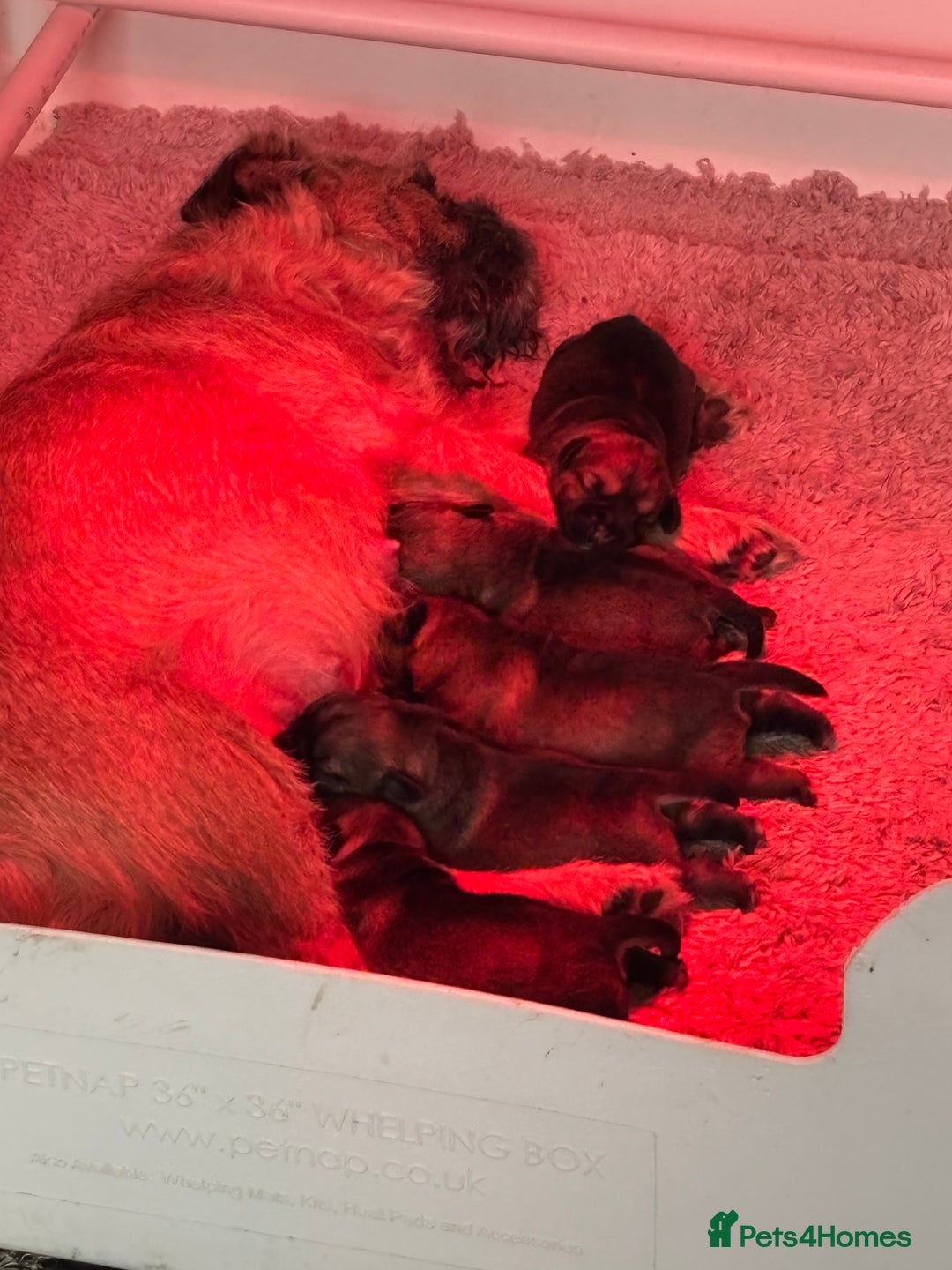 Border Terrier dogs for sale: KC Reg Border Terrier’s - 3 girls available - Advert 2