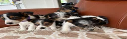 Yorkshire Terrier dogs for sale: Yorkshire terrier puppies - Advert 5