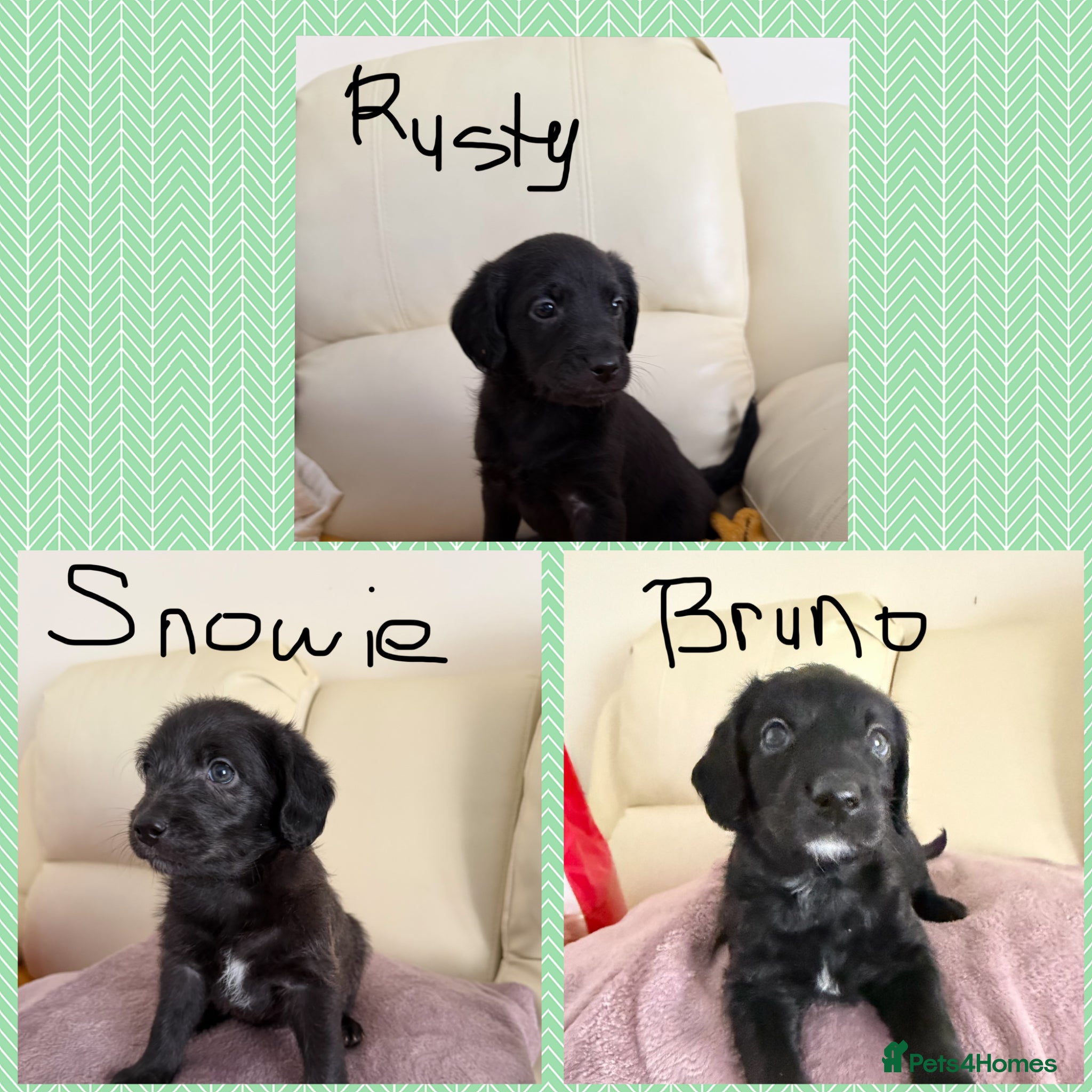Labradoodle dogs Gorgeous Labradoodles are ready!! - Advert 6