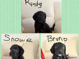Labradoodle dogs Gorgeous Labradoodles are ready!! - Advert 5