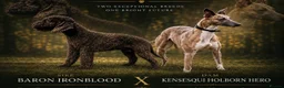 Mixed Breed dogs for sale: Genuine First Cross Bedlington Whippet - Advert 1