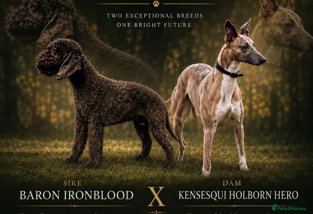 Mixed Breed dogs for sale: Genuine First Cross Bedlington Whippet - Advert 1