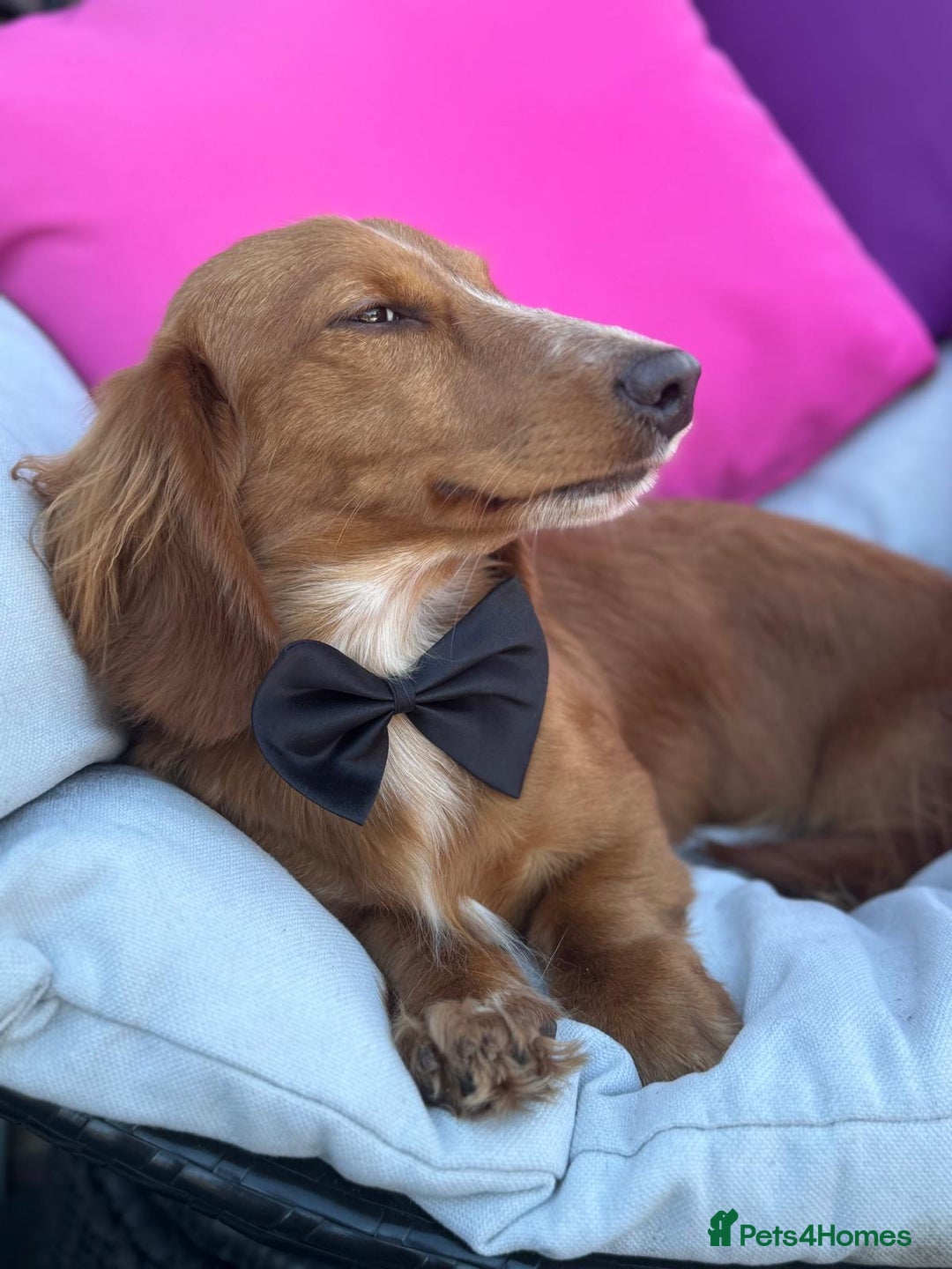 Dachshund dogs for sale: 2 beautiful male dachshund adult dogs for sale  - Image 3