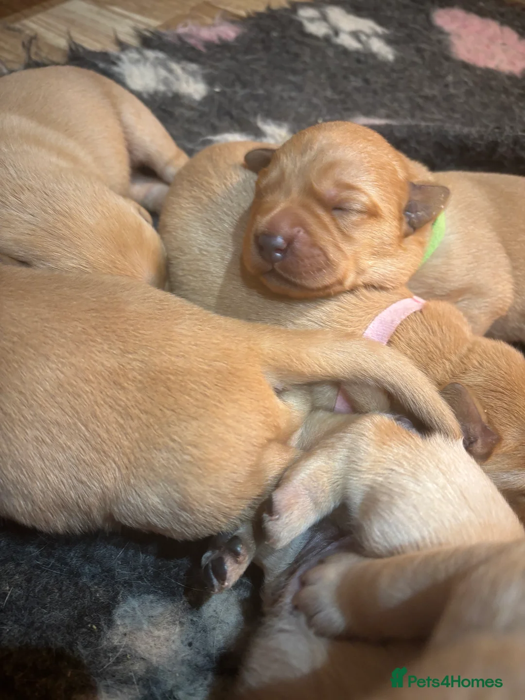 Labrador Retriever dogs for sale: Beautiful Labrador Puppies - Advert 12