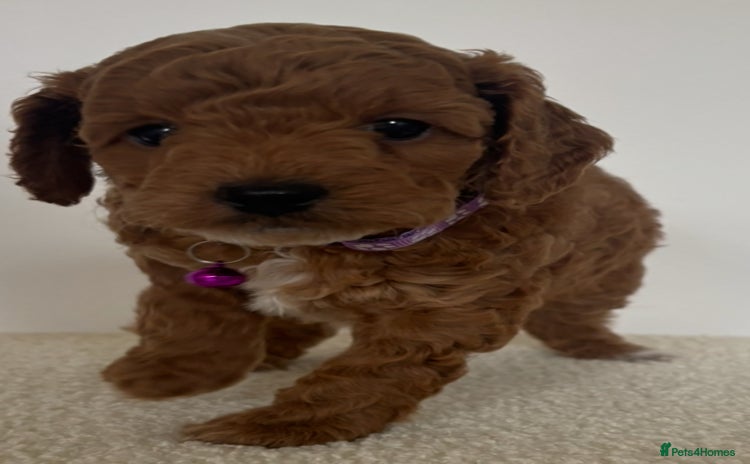 Cockapoo dogs - Advert 3