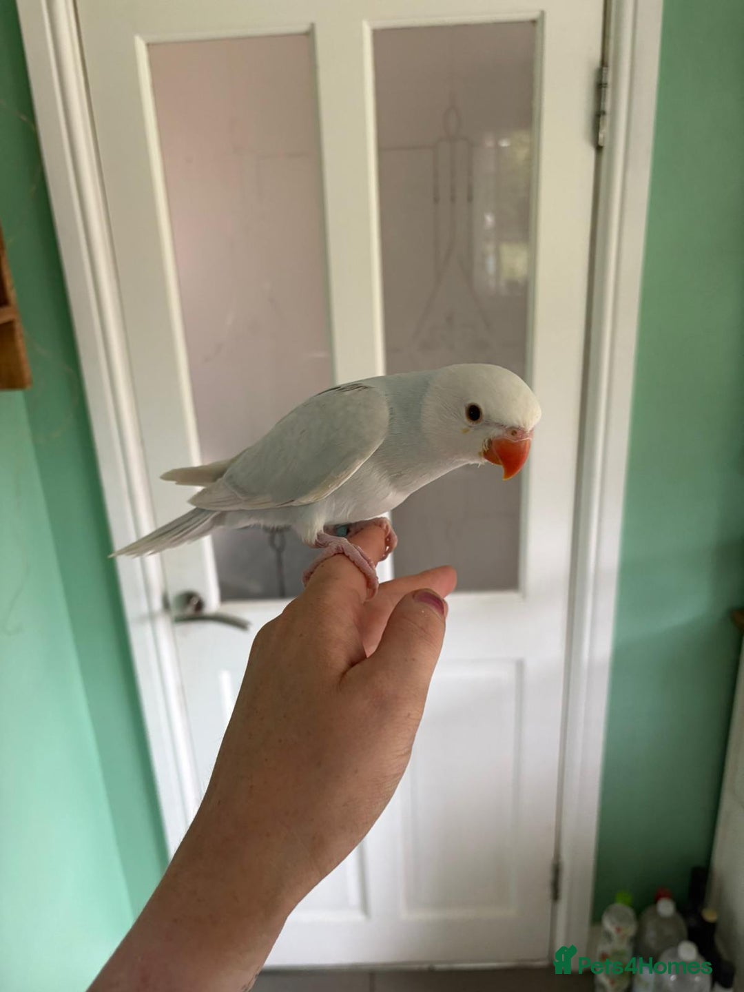 Ringnecks birds for sale: Hand reared Ringnecks  - Image 1