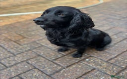 Cocker Spaniel dogs for sale: Brockwell Gundogs Adult Female Cockers - Image 1