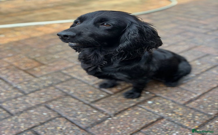 Cocker Spaniel dogs - Advert 2