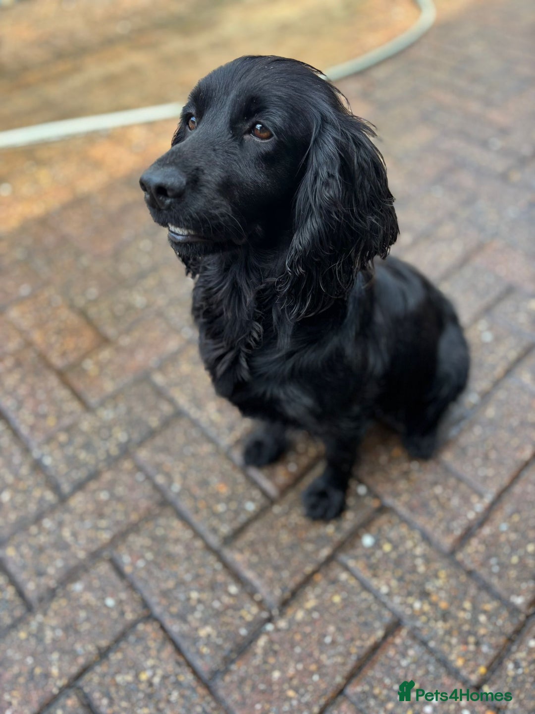 Cocker Spaniel dogs for sale: Brockwell Gundogs Adult Female Cockers - Image 1