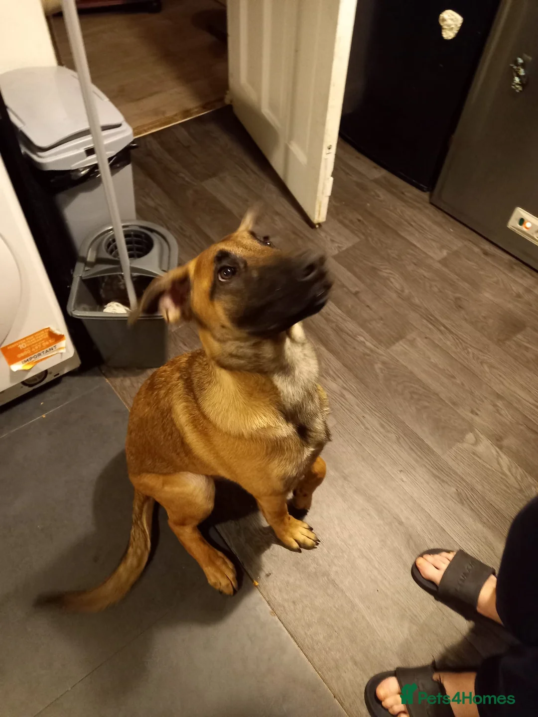 Belgian Shepherd Dog dogs for sale: Male belgum shepherd  in Blackburn - Advert 2