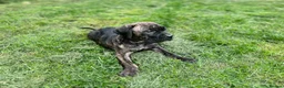 Cane Corso dogs for sale: 3 Cane Corso Puppies ready for their new home - Advert 8