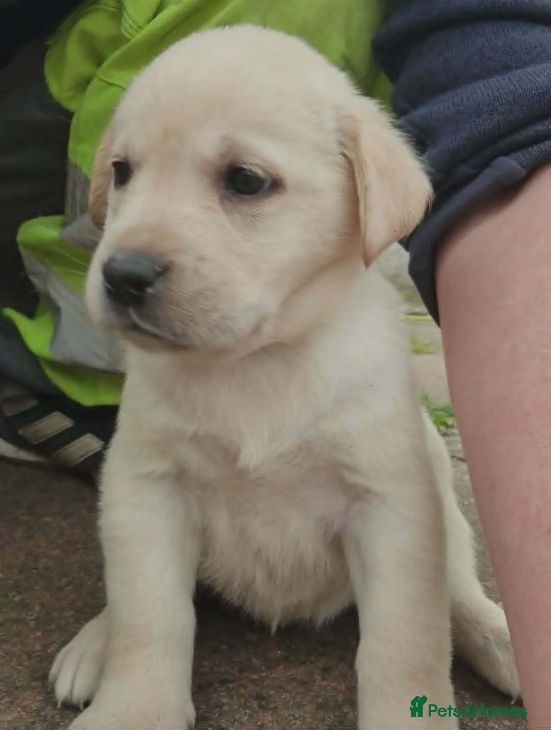 Labrador Retriever dogs for sale: Beautiful KC Labrador Puppies - Advert 2