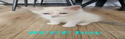 Ragdoll cats for sale: Friendly and playfull Ragdoll x  - Advert 4