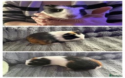 Guinea Pig rodents for sale: 💙Guinea Pigs💙 - Image 4