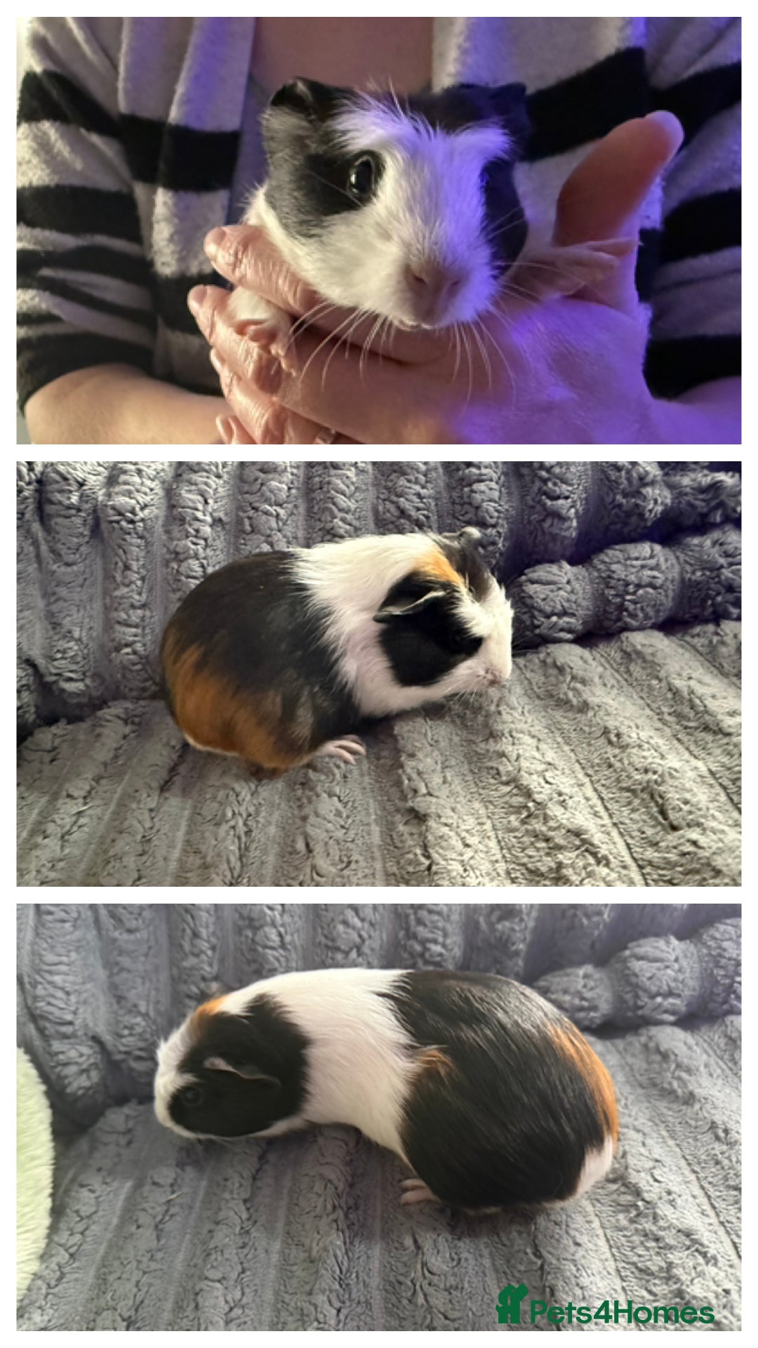 Guinea Pig rodents for sale: 💙Guinea Pigs💙 - Image 4