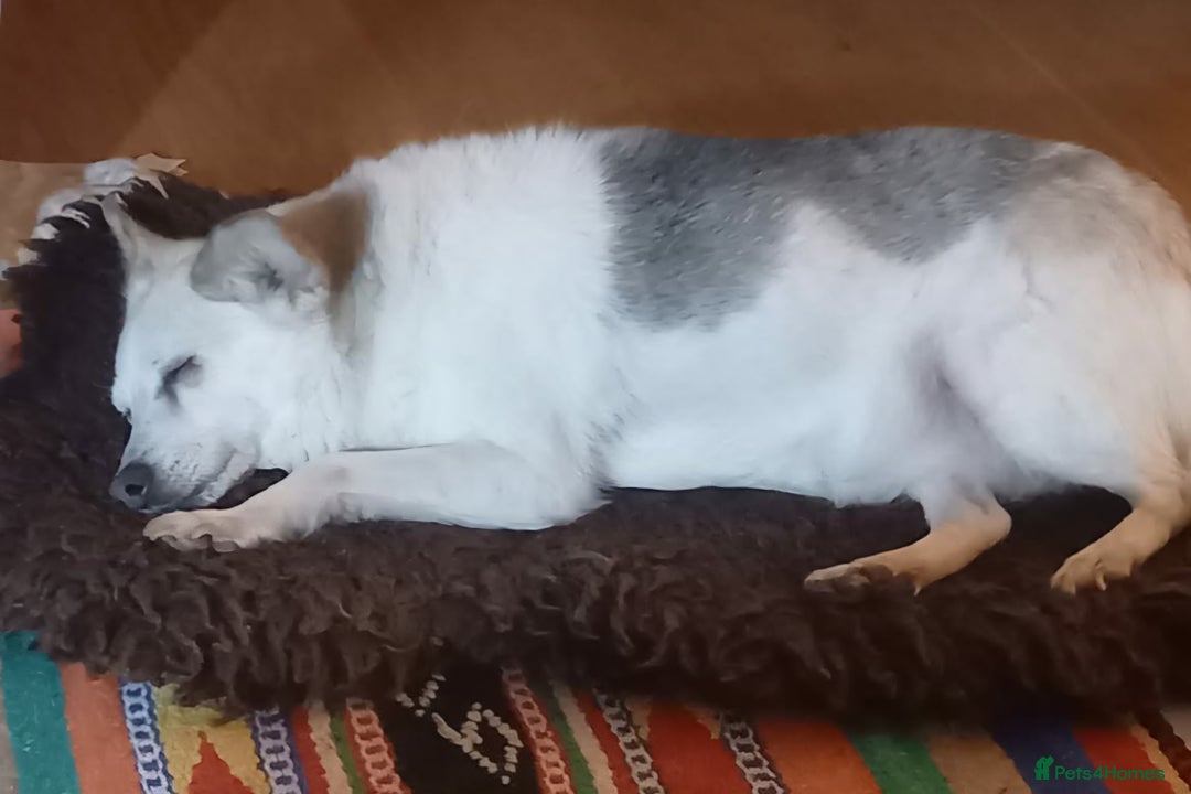 Mixed Breed dogs for adoption: Petite girl Allie - Advert 5