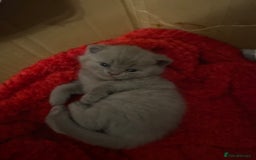 British Shorthair cats for sale: PEDIGREE BSH KITTENS READY TO FOR FOREVER HOMES  - Image 6