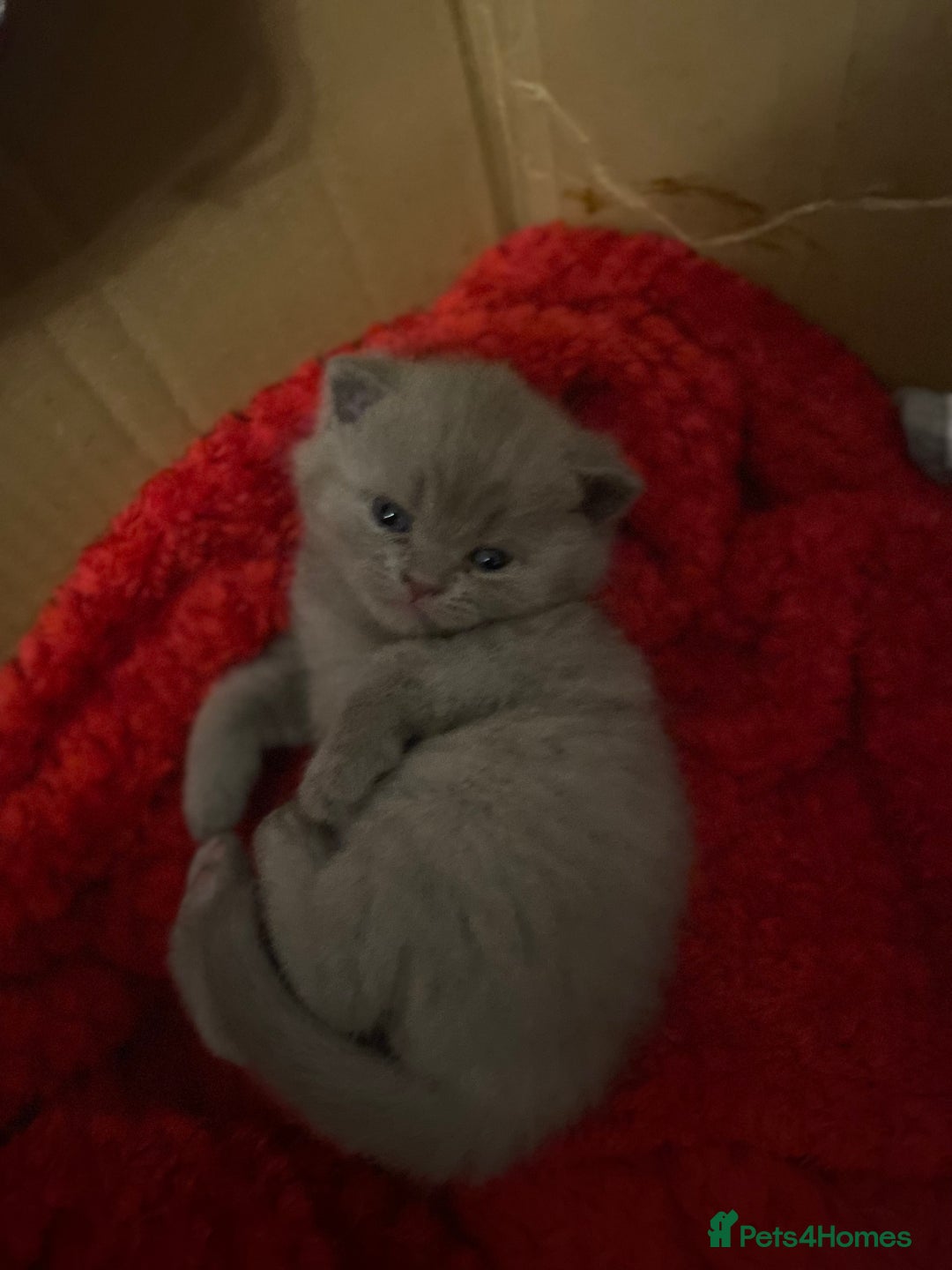 British Shorthair cats for sale: PEDIGREE BSH KITTENS READY TO FOR FOREVER HOMES  - Image 6