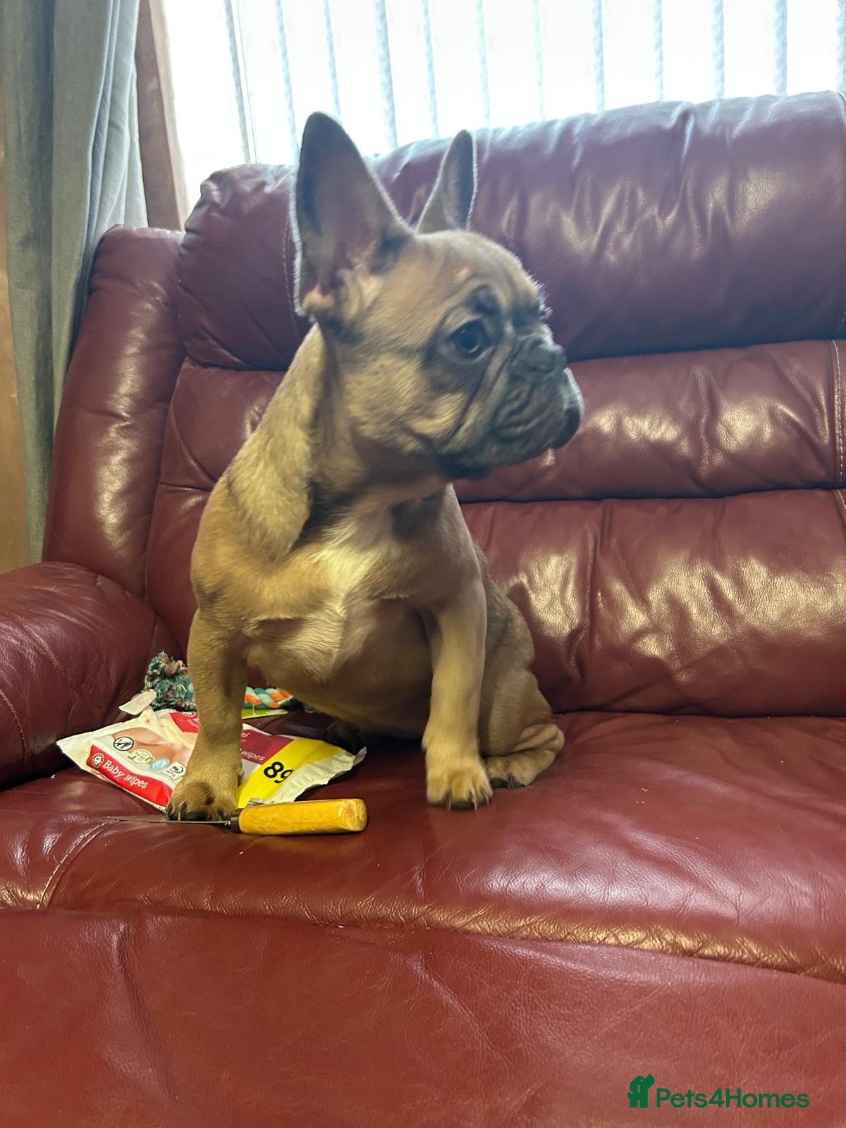 French Bulldog dogs 2 quality healthy fawn girls 6 months old - Advert 1