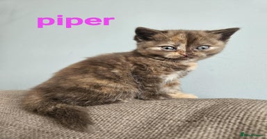 British Shorthair cats - Advert 8