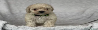 Maltipoo Puppy 3