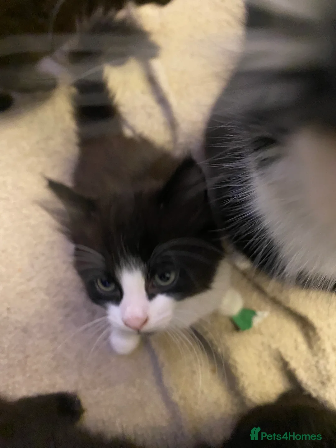 Mixed Breed cats for sale: Ready to go  - Advert 5