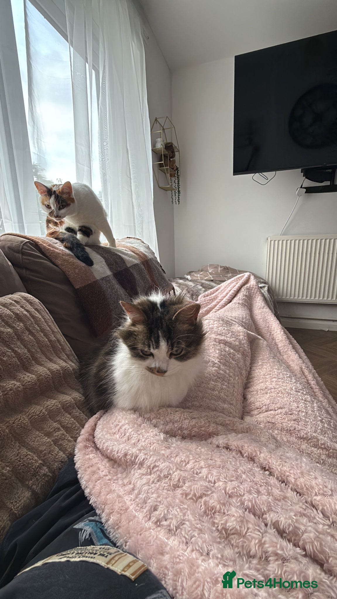 Mixed Breed cats Mum and daughter  - Advert 1