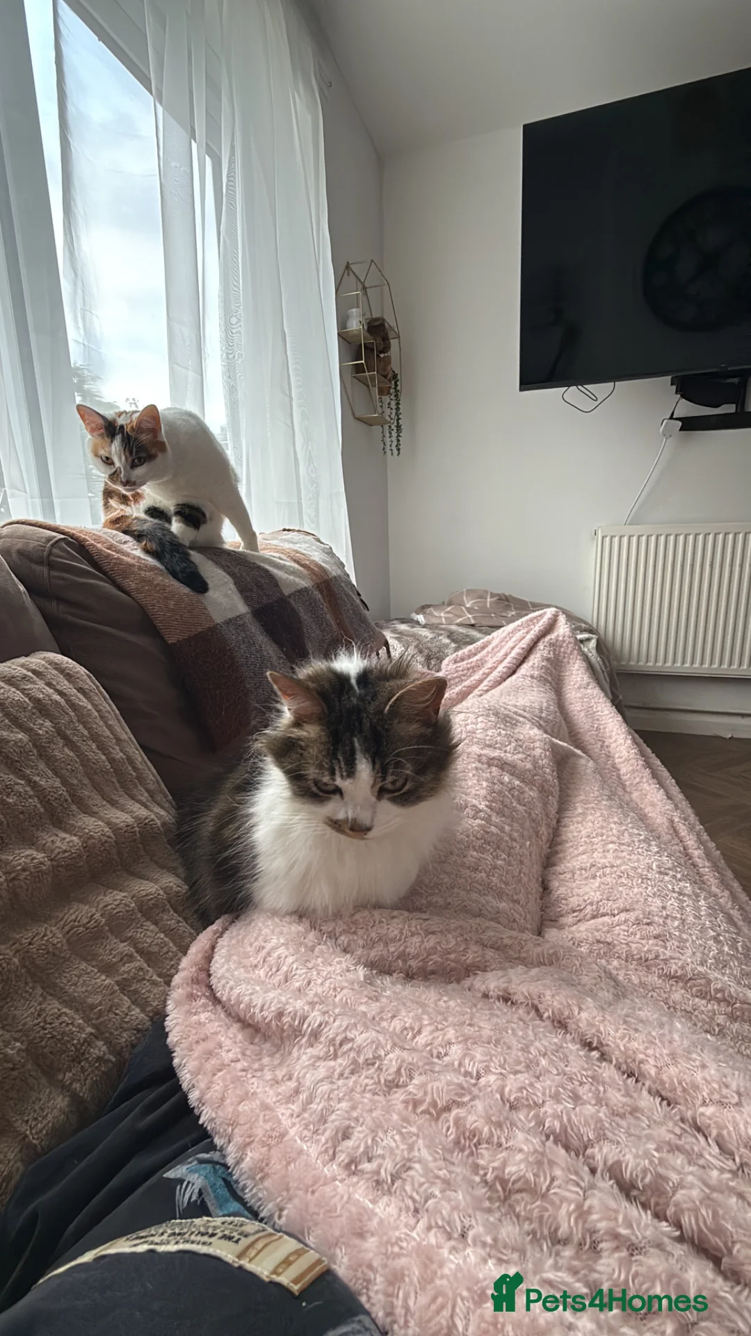 Mixed Breed cats for sale: Mum and daughter  - Advert 1