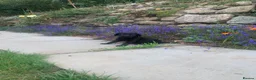 Labrador Retriever dogs for sale: KC REG Labradors, Great pups For sale  - Advert 3