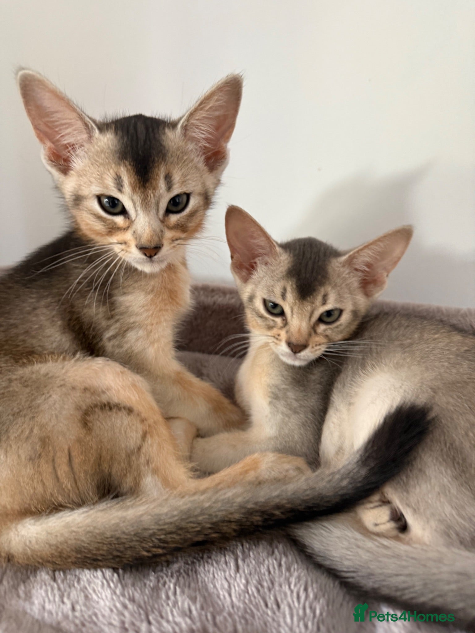 Abyssinian cats TICA Registered Abyssinian Kittens - Advert 2
