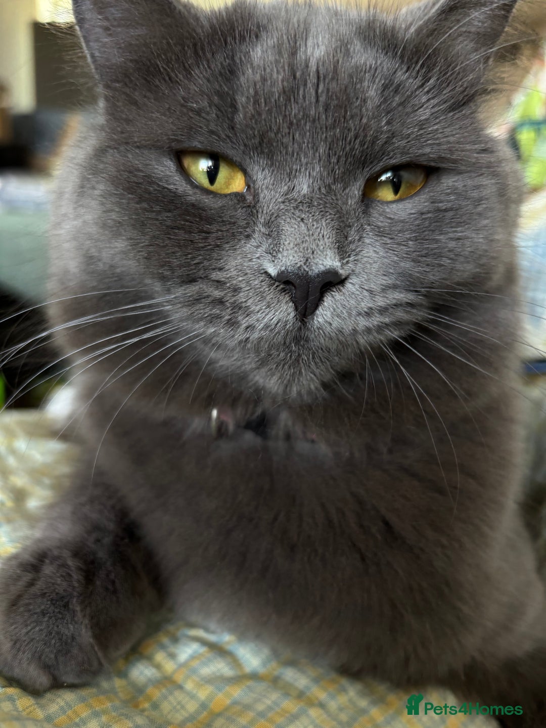 British Shorthair cats for sale: Grey BSH cat  - Advert 5