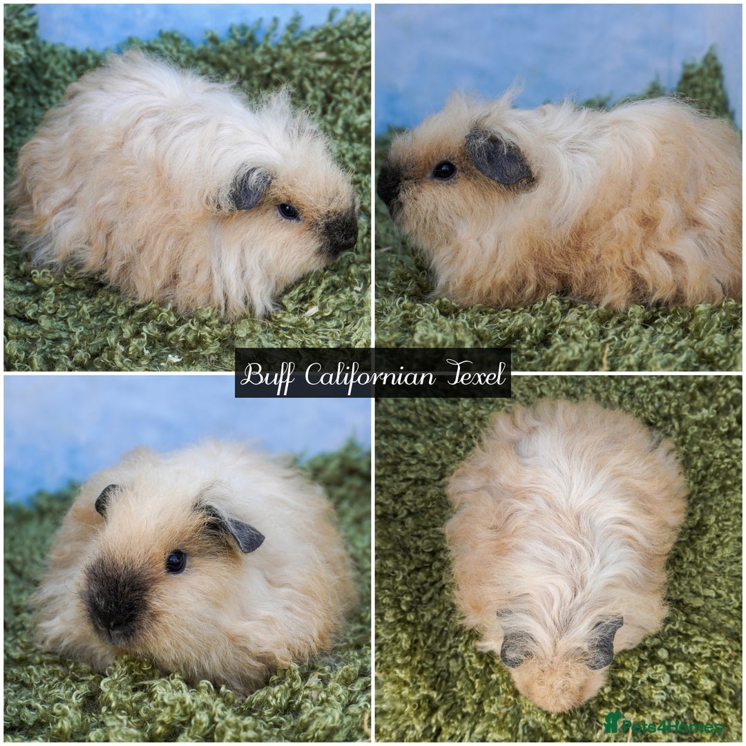 Guinea Pig rodents for sale: Baby long haired guinea pigs in Roche, Cornwall - Image 2