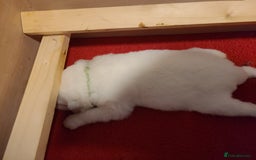 Samoyed dogs for sale: 🐾 Exceptional Pedigree Samoyed Puppies  🐾 - Image 8