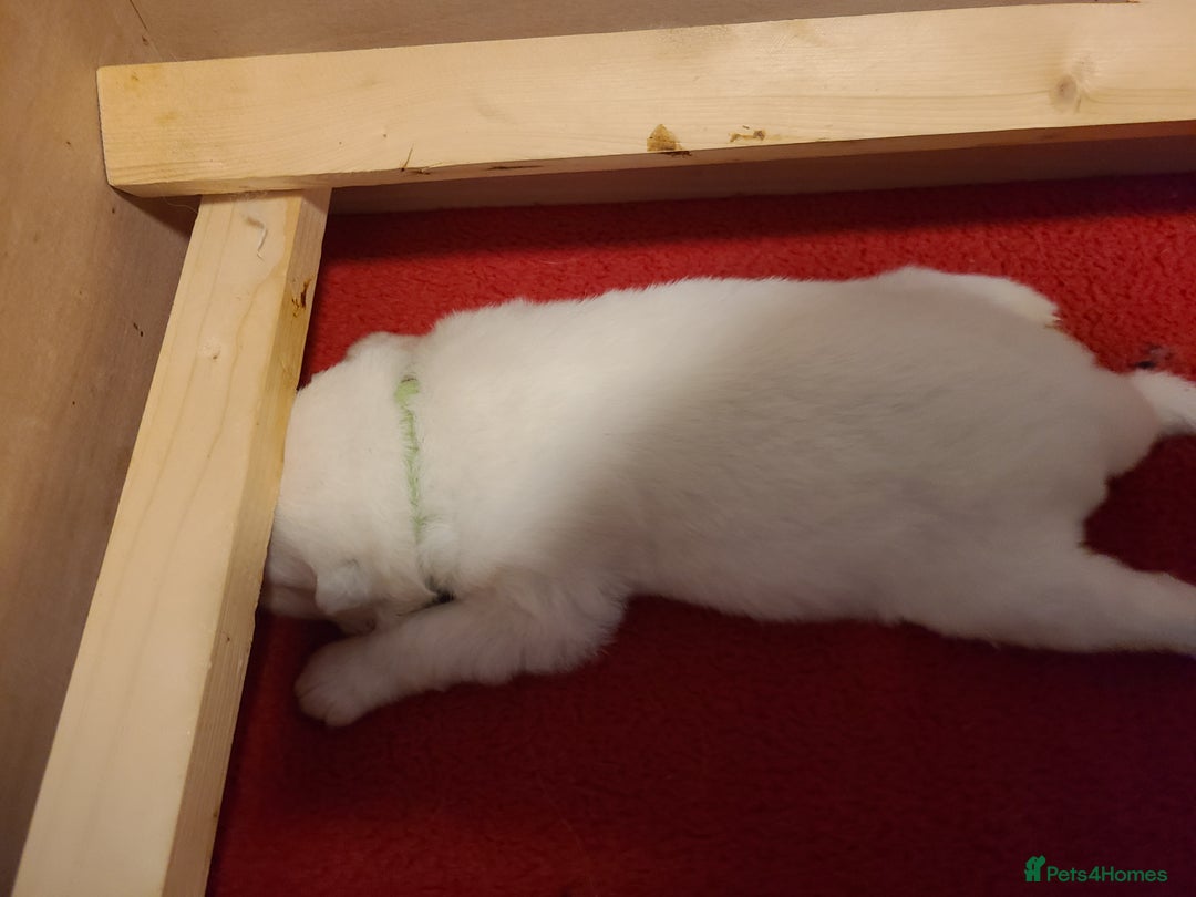 Samoyed dogs for sale: 🐾 Exceptional Pedigree Samoyed Puppies  🐾 - Image 8