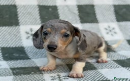 Miniature Dachshund dogs for sale: KC Reg Miniature Dachshund Puppies  - Image 9