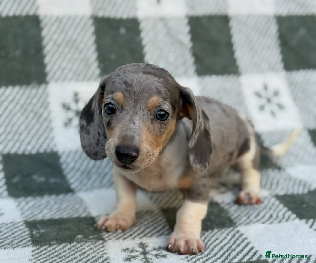 Miniature Dachshund dogs for sale: KC Reg Miniature Dachshund Puppies  - Image 9