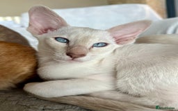 Siamese cats for sale: Outstanding pedigree Siamese Oriental kittens - Image 15