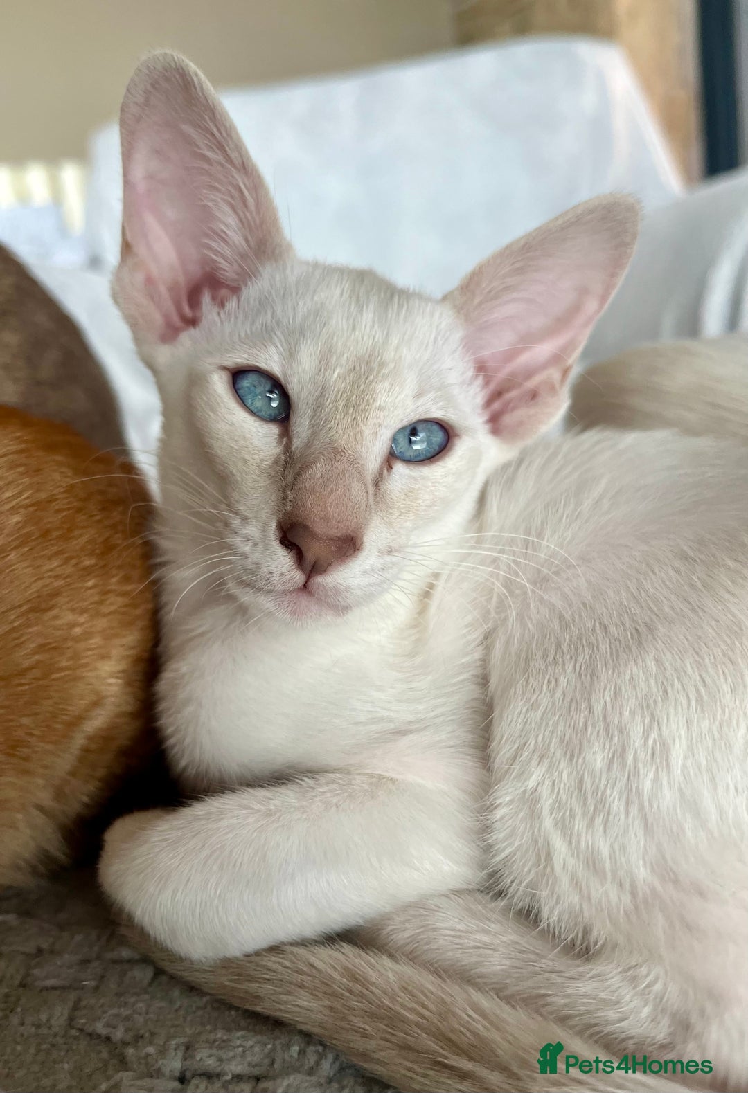 Siamese cats for sale: Outstanding pedigree Siamese Oriental kittens - Image 15