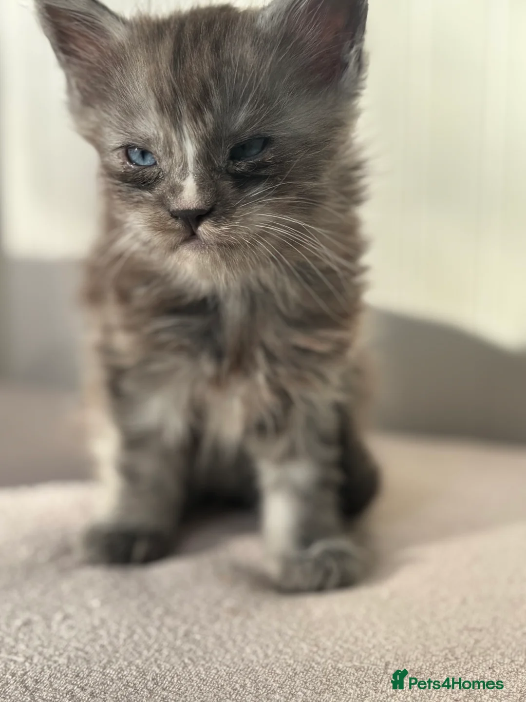 Maine Coon cats for sale: Cute Maine coon 2 boys & girl Blue eyes  - Advert 4