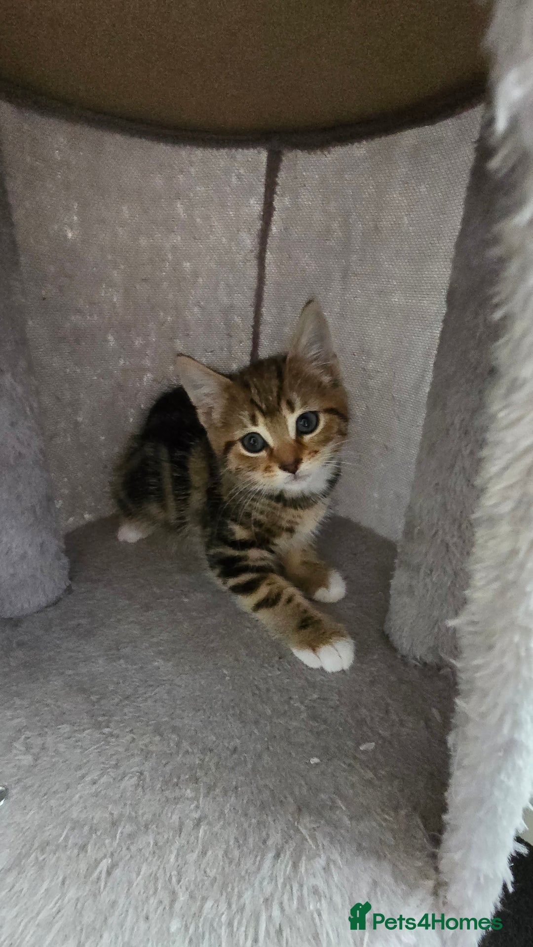 Mixed Breed cats for sale: 5 Kittens for sale - Image 24