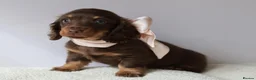 Miniature Dachshund dogs for sale: 5*Licensed Holistic +Kc reg+Pra Clear+Vet Checked - Advert 19