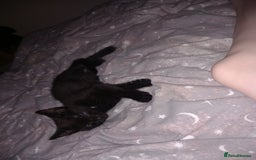 Mixed Breed cats for sale: 13 week old kitten - Image 4