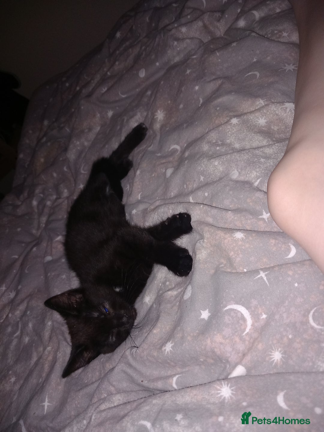 Mixed Breed cats for sale: 13 week old kitten - Image 4